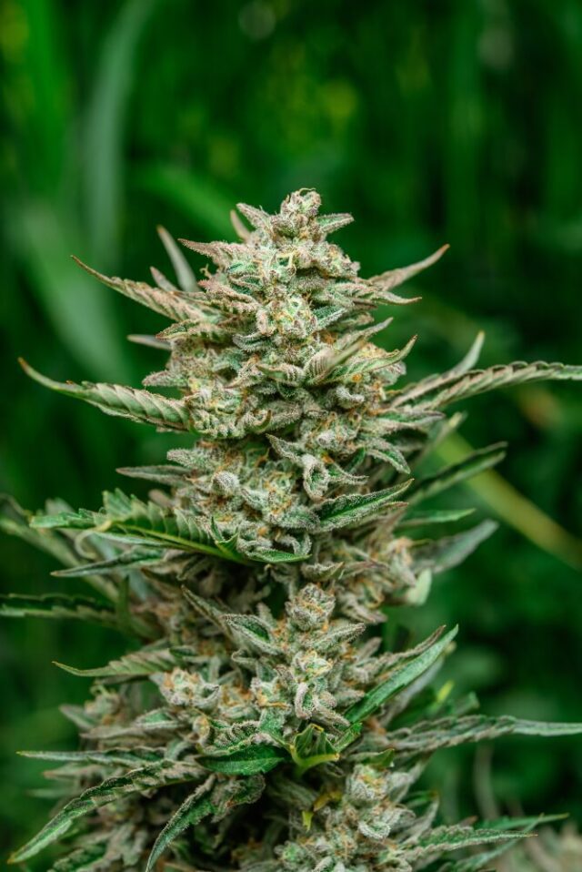 Sweet Tooth Auto Feminized Seeds