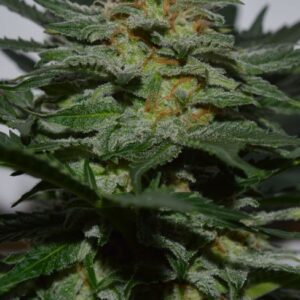 SweetBerry Cough Auto Feminized Seeds