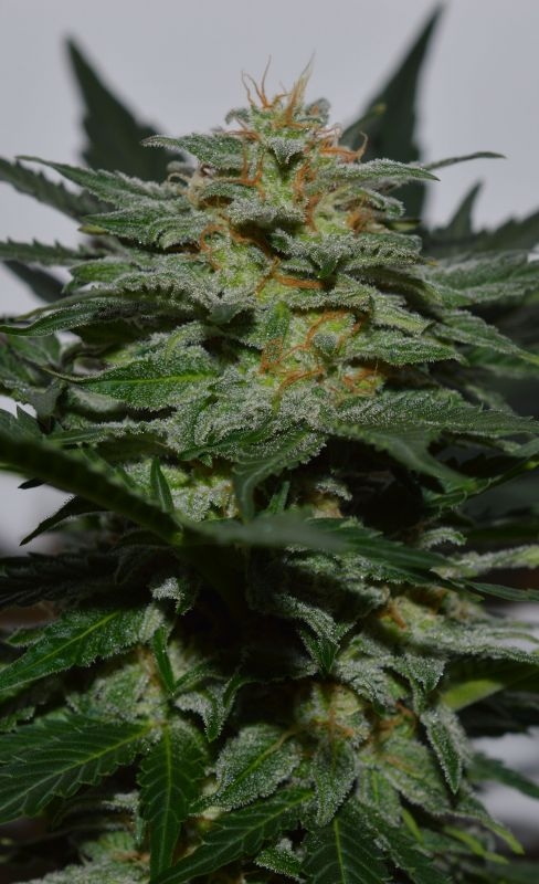 SweetBerry Cough Auto Feminized Seeds