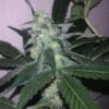 Buy Swiss Cheese Auto Feminized Seeds by Nirvana in America - Image 2