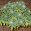 Buy Swiss Cheese Feminized Seeds by Nirvana in America - Image 2