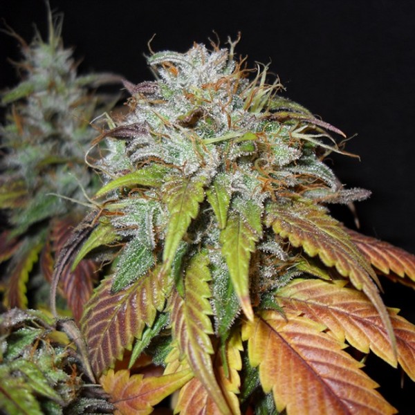 Swiss Cheese Feminized Seeds