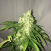Swiss Cheese Auto Feminized Seeds