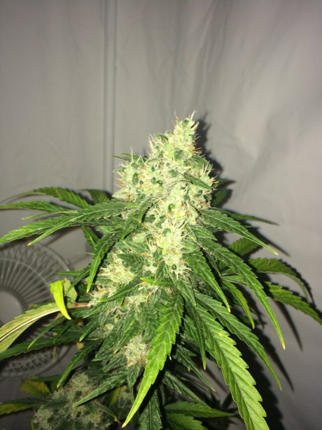 Swiss Cheese Auto Feminized Seeds