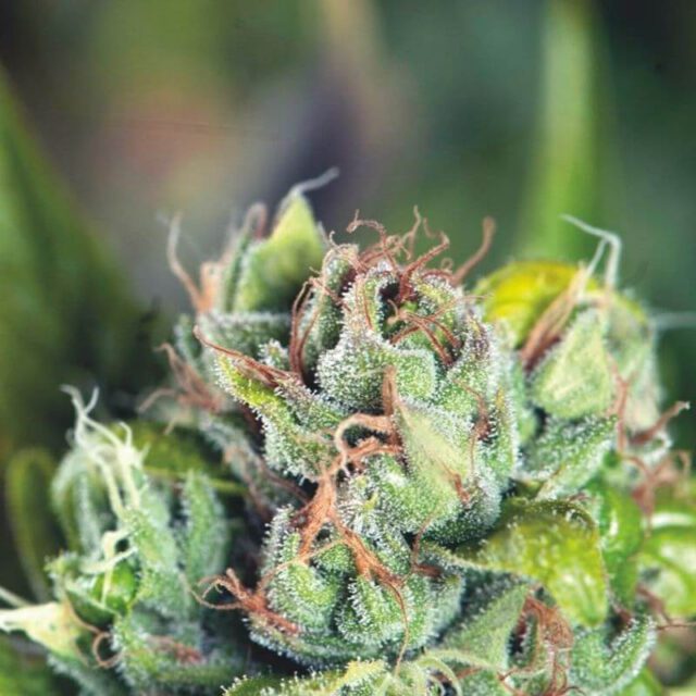 Tahoe Cure Feminized Seeds