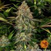 Tangerine Dream Auto Feminized Seeds
