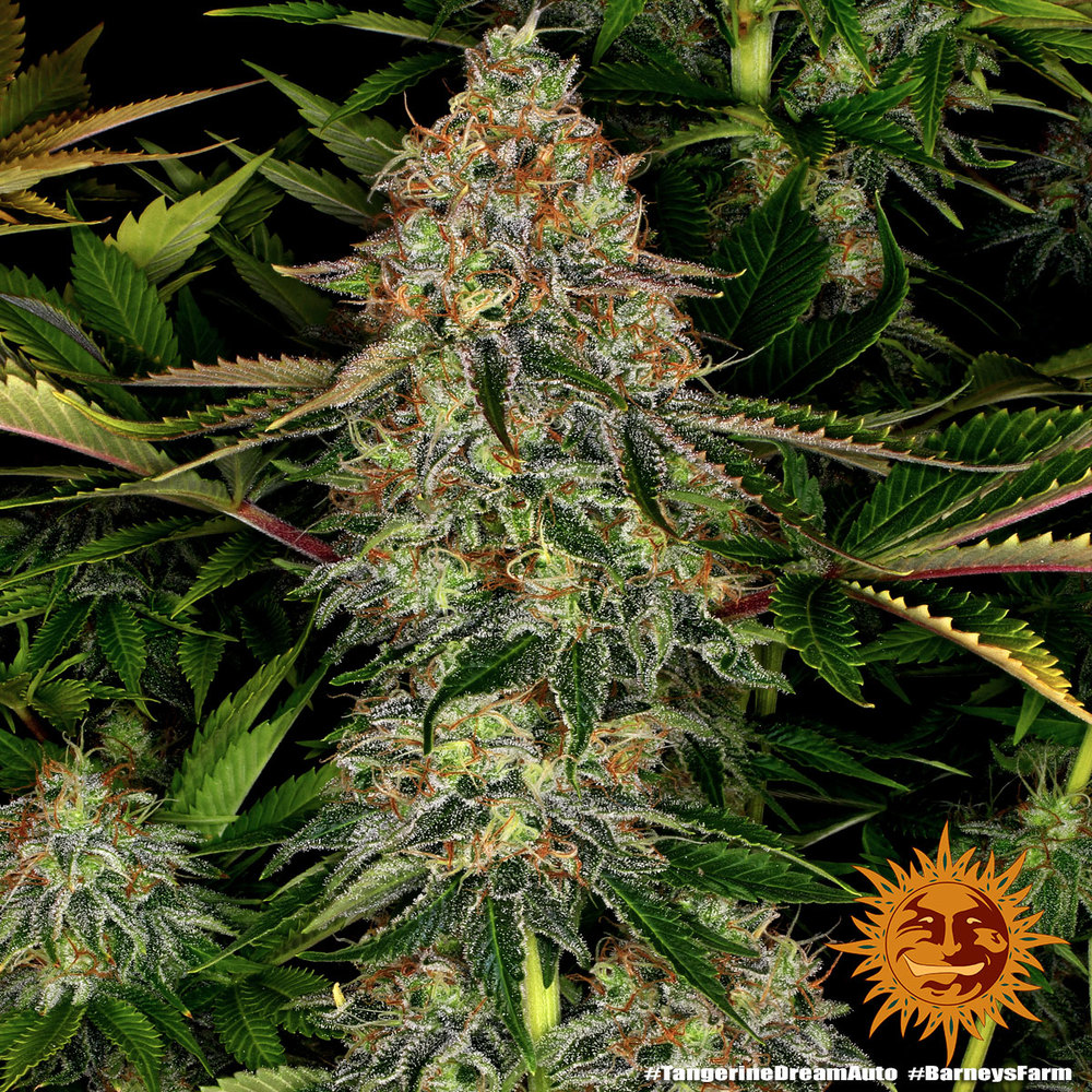 Tangerine Dream Auto Feminized Seeds