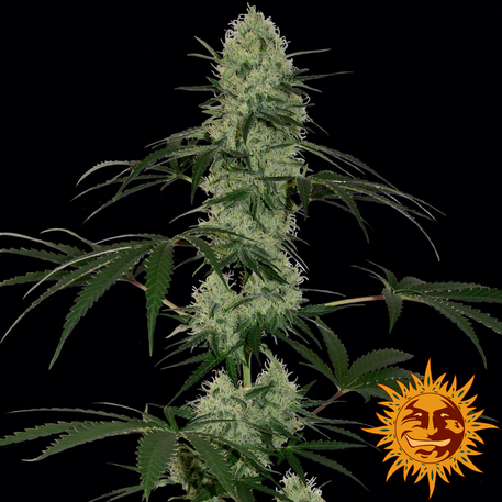 Tangerine Dream Auto Feminized Seeds