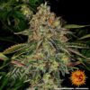 Tangerine Dream Auto Feminized Seeds