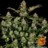 Tangerine Dream Auto Feminized Seeds