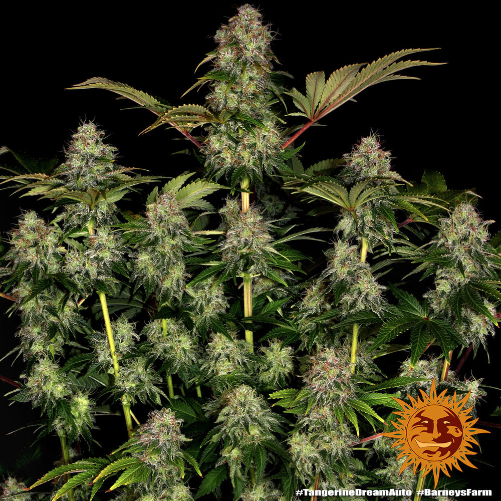 Tangerine Dream Auto Feminized Seeds