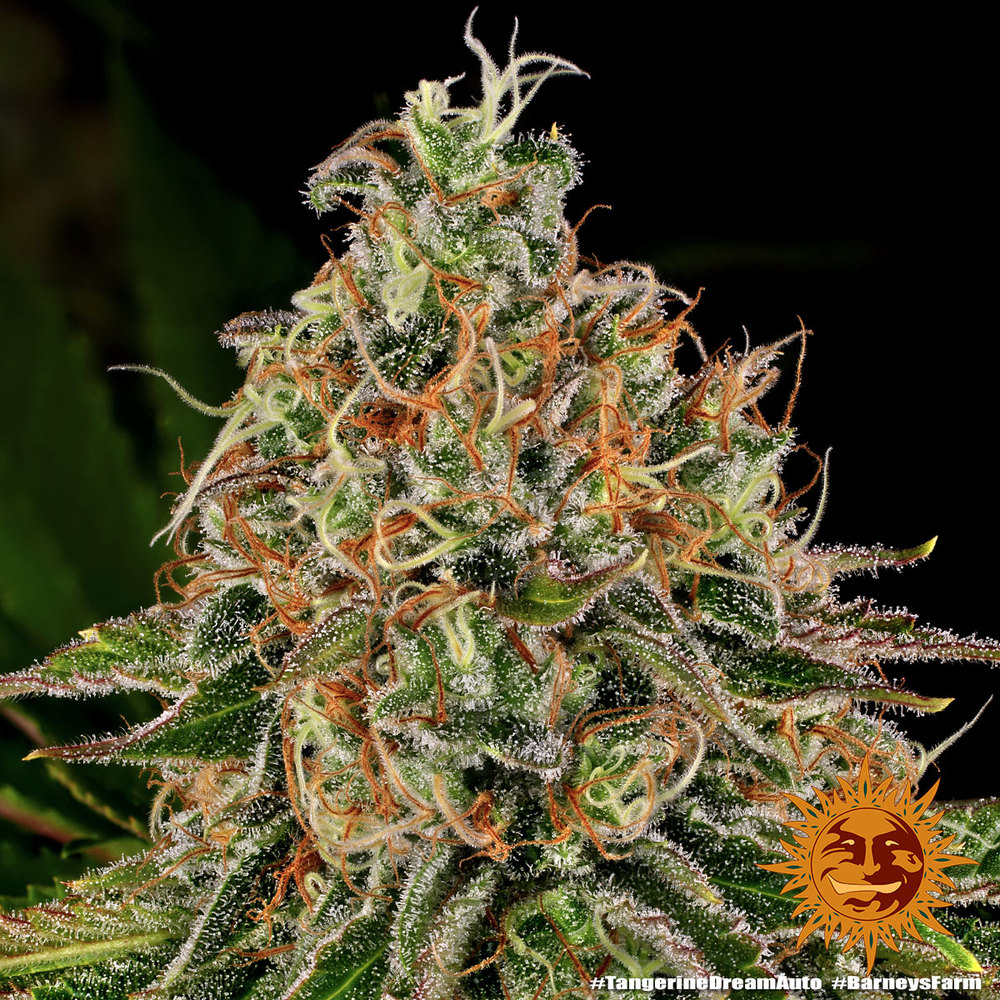 Tangerine Dream Auto Feminized Seeds