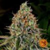 Tangerine Dream Auto Feminized Seeds