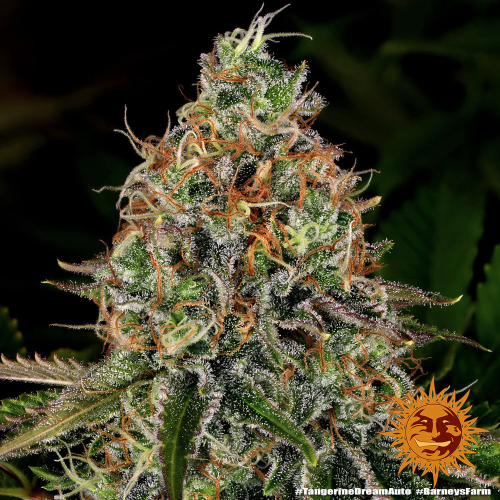 Tangerine Dream Auto Feminized Seeds