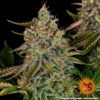 Tangerine Dream Auto Feminized Seeds