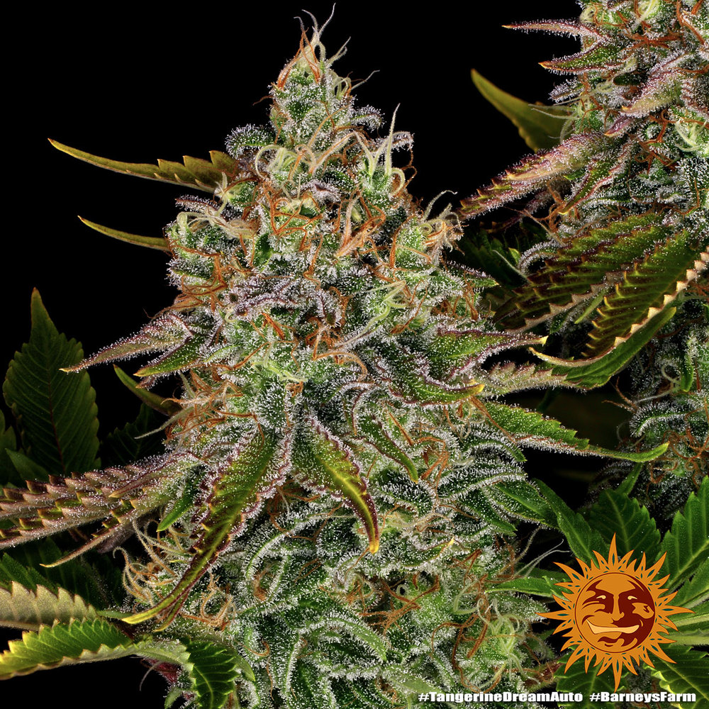 Tangerine Dream Auto Feminized Seeds