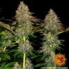 Tangerine Dream Auto Feminized Seeds