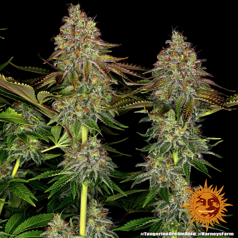 Tangerine Dream Auto Feminized Seeds