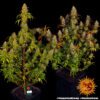 Tangerine Dream Feminized Seeds