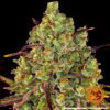 Tangerine Dream Feminized Seeds