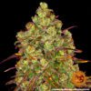Tangerine Dream Feminized Seeds