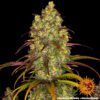 Tangerine Dream Feminized Seeds
