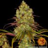 Tangerine Dream Feminized Seeds