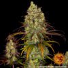 Tangerine Dream Feminized Seeds