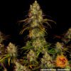 Buy Tangerine Dream Feminized Seeds by Barney's Farm in America - Image 8