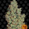 Tangerine Dream Feminized Seeds