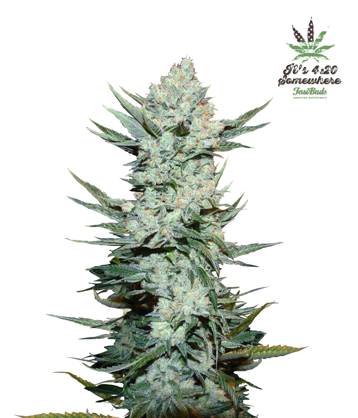 tangie_2