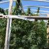 Buy Thai Chi Feminized Seeds by Ace Seeds in America - Image 2