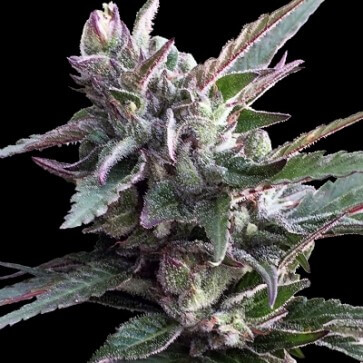 Thai Chi Feminized Seeds