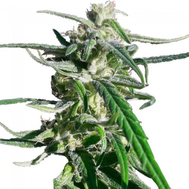 Thai A5 Haze Feminized Seeds