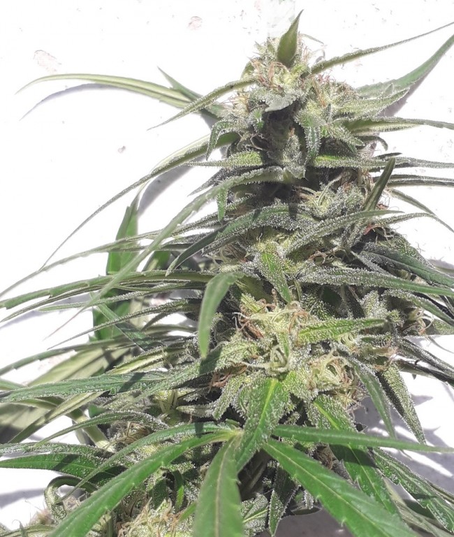 Buy Thai A5 Haze Feminized Seeds by Ace Seeds in America - Image 2