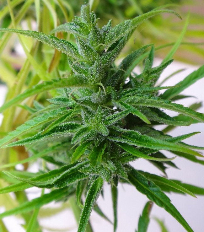 Buy Thai Regular Seeds by Ace Seeds in America - Image 2