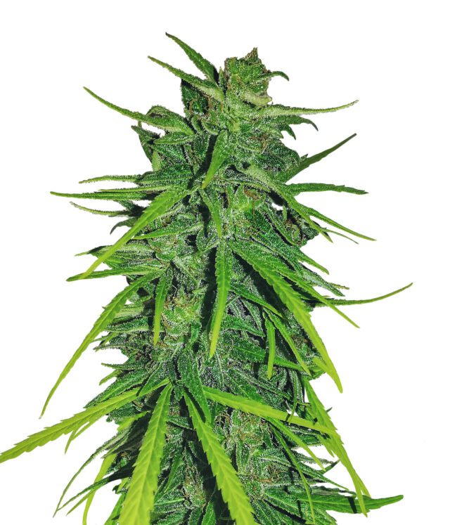 Thai x Panama Feminized Seeds