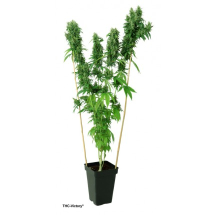 THC-Victory Feminized Seeds