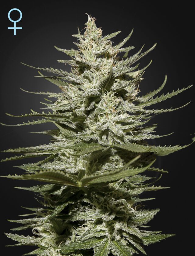 The Church CBD Feminized Seeds