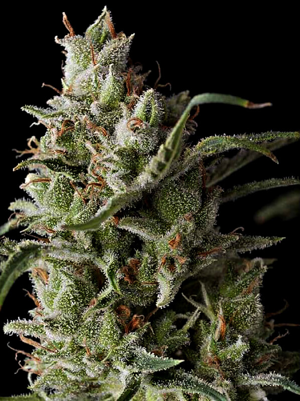 The Funk Feminized Seeds