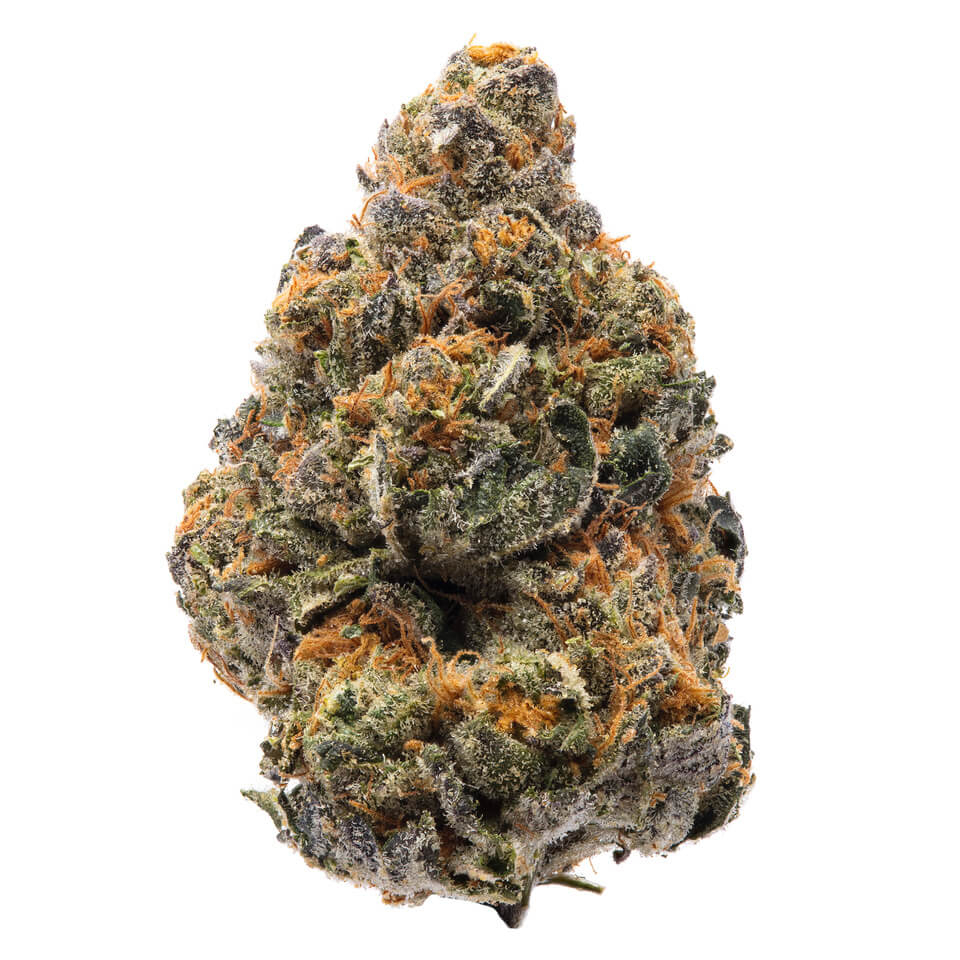 The New Feminized Seeds The New Feminized Seeds