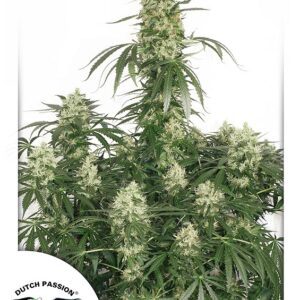The Ultimate Feminized Seeds
