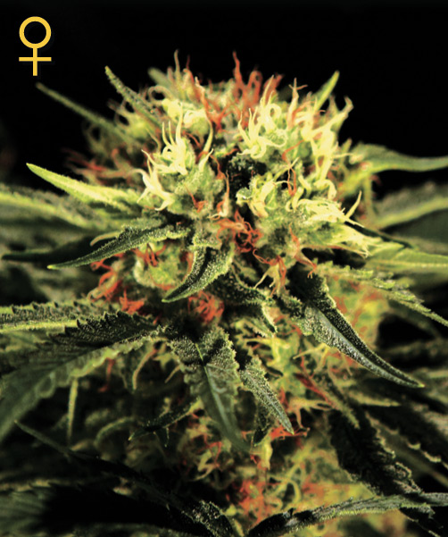 The Doctor Feminized Seeds