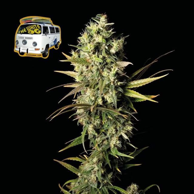 White OG Feminized Seeds