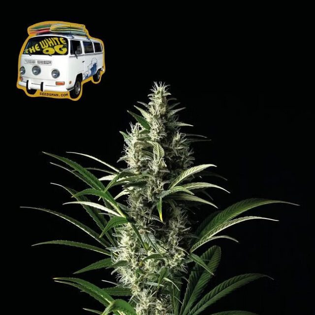 White OG Feminized Seeds