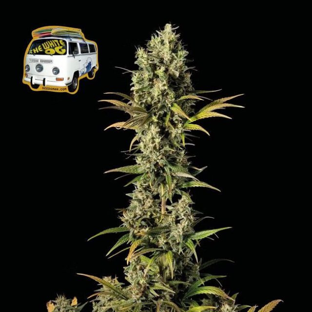 White OG Feminized Seeds