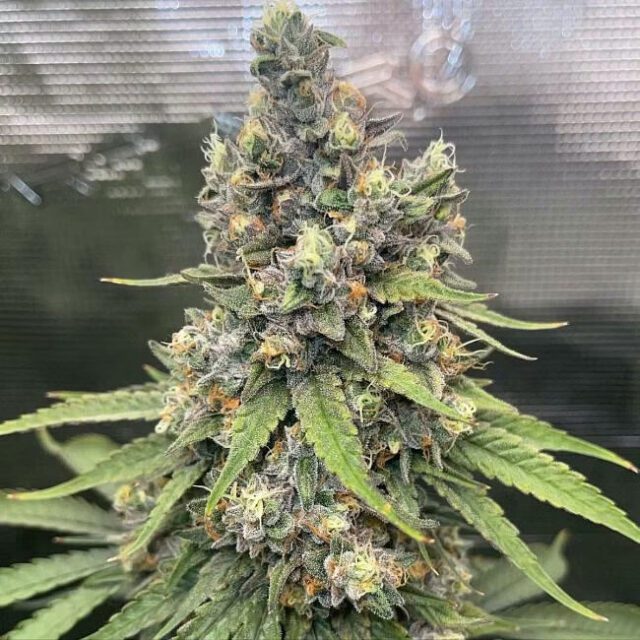 White OG Feminized Seeds