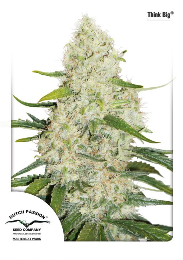 Think Big Auto Feminized Seeds