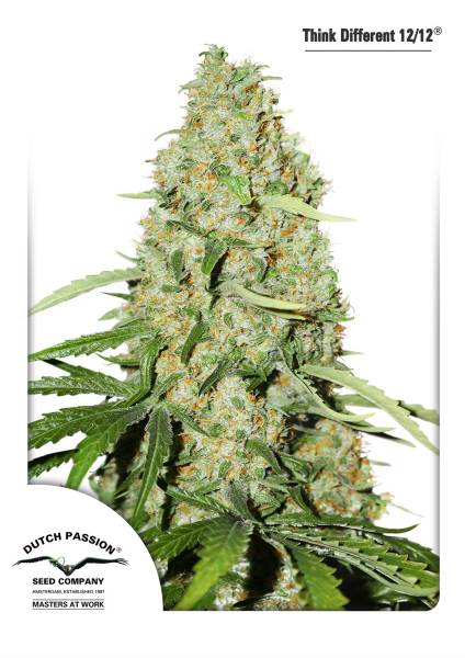 Think Fast Feminized Seeds