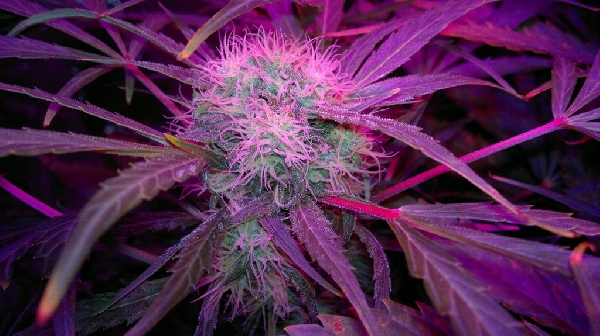 Think Different Auto Feminized Seeds